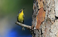 Bahama Warbler